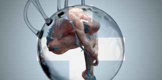 La respuesta del personalismo a la biopolitica