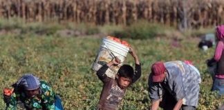 Erradicar el trabajo infantil (Papa Francisco) "El primer derecho fundamental del trabajo es el acceso al trabajo"