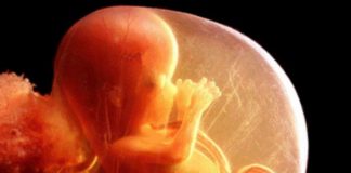 «A favor de la dignidad e igualdad de toda vida humana»