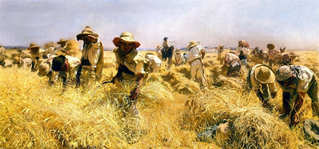 detalle de la siega la recolección trabajo manual